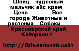Шпиц - чудесный мальчик айс-крем › Цена ­ 20 000 - Все города Животные и растения » Собаки   . Красноярский край,Кайеркан г.